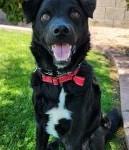 Enlarge Astro, a ADOPTABLE mixed breed in Scottsdale, AZ image 3/4