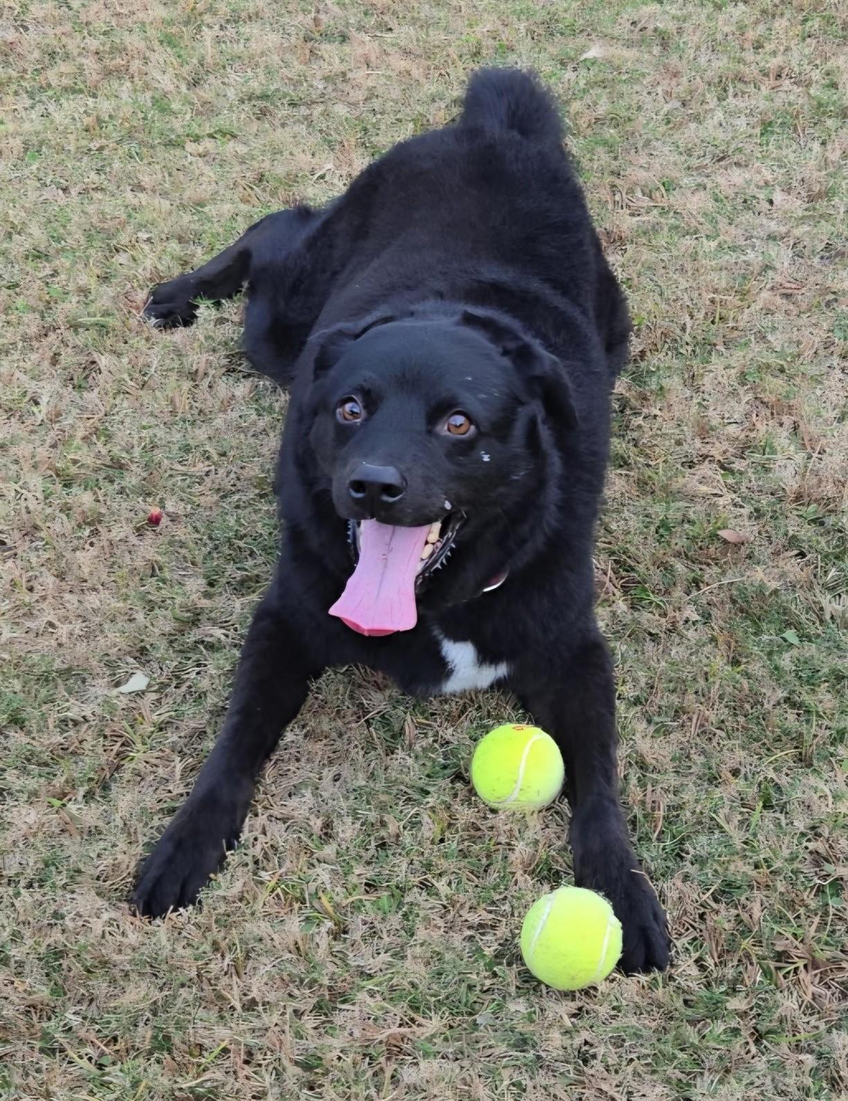Astro, ADOPTABLE, Adult Male Australian Shepherd & Black Labrador Retriever.