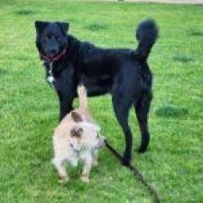 Enlarge Astro, a ADOPTABLE mixed breed in Scottsdale, AZ image 4/4