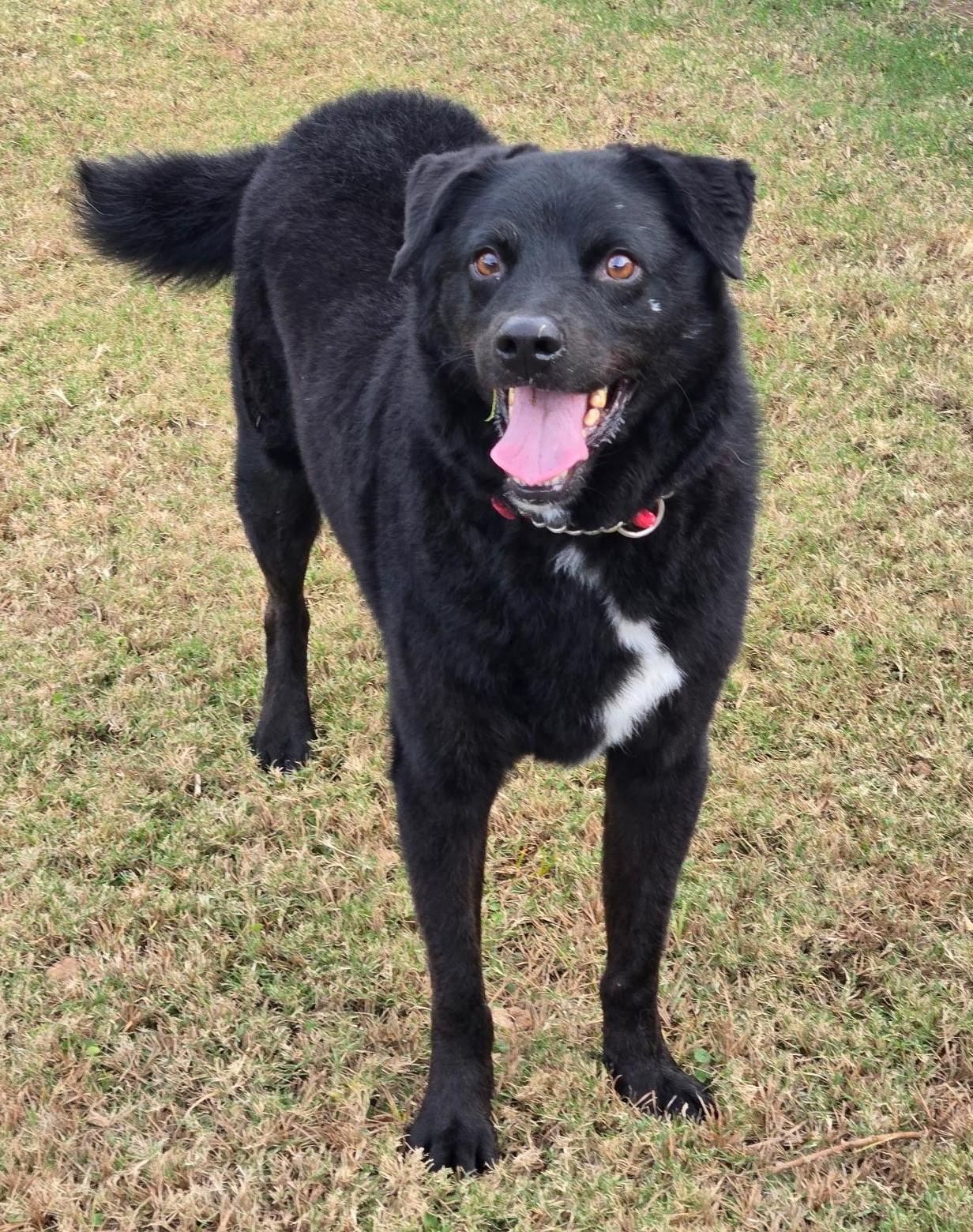 Enlarge Astro, a ADOPTABLE mixed breed in Scottsdale, AZ image 2/4