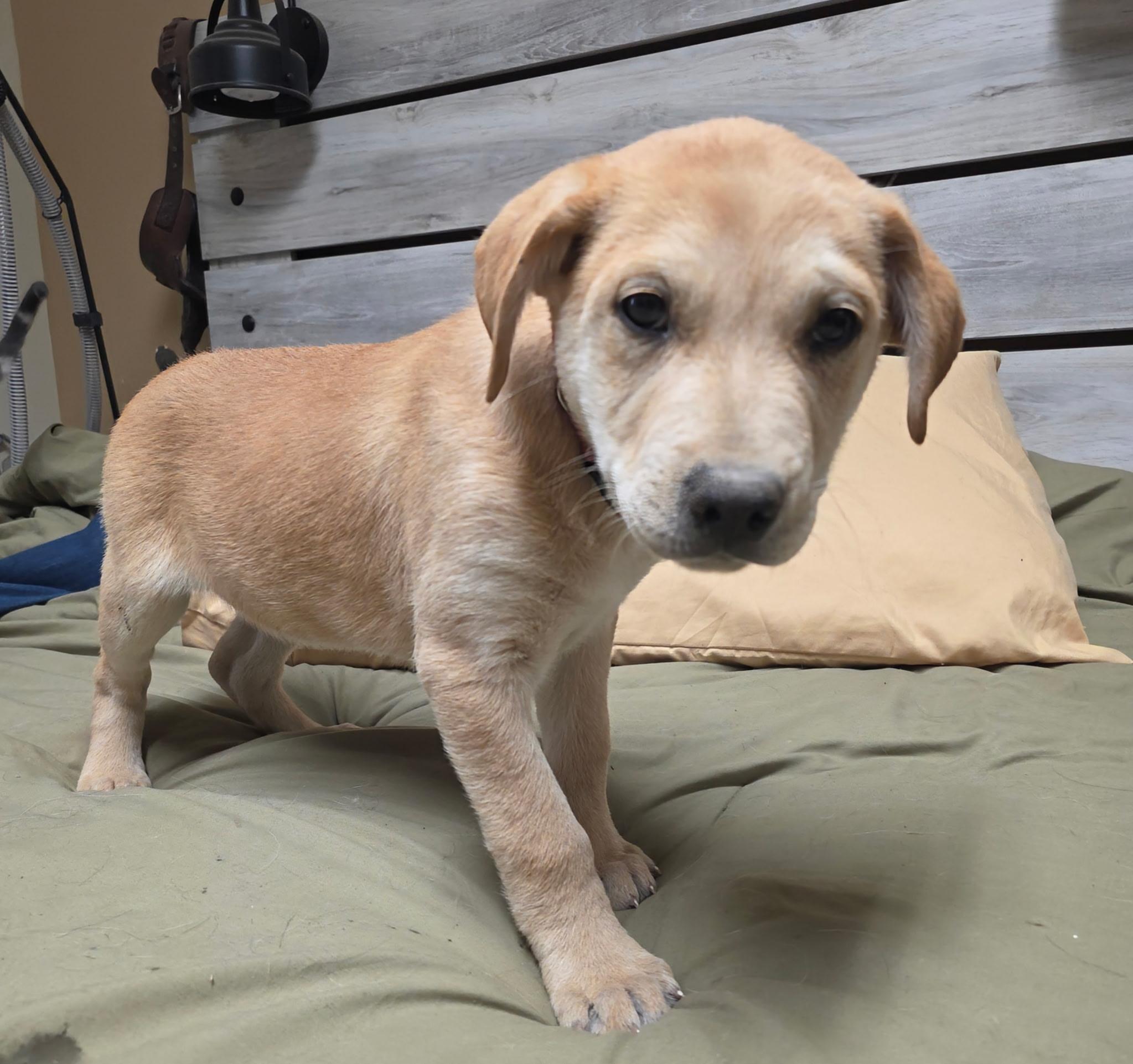 Wade, Adoptable, Puppy Male Yellow Labrador Retriever & American Staffordshire Terrier.