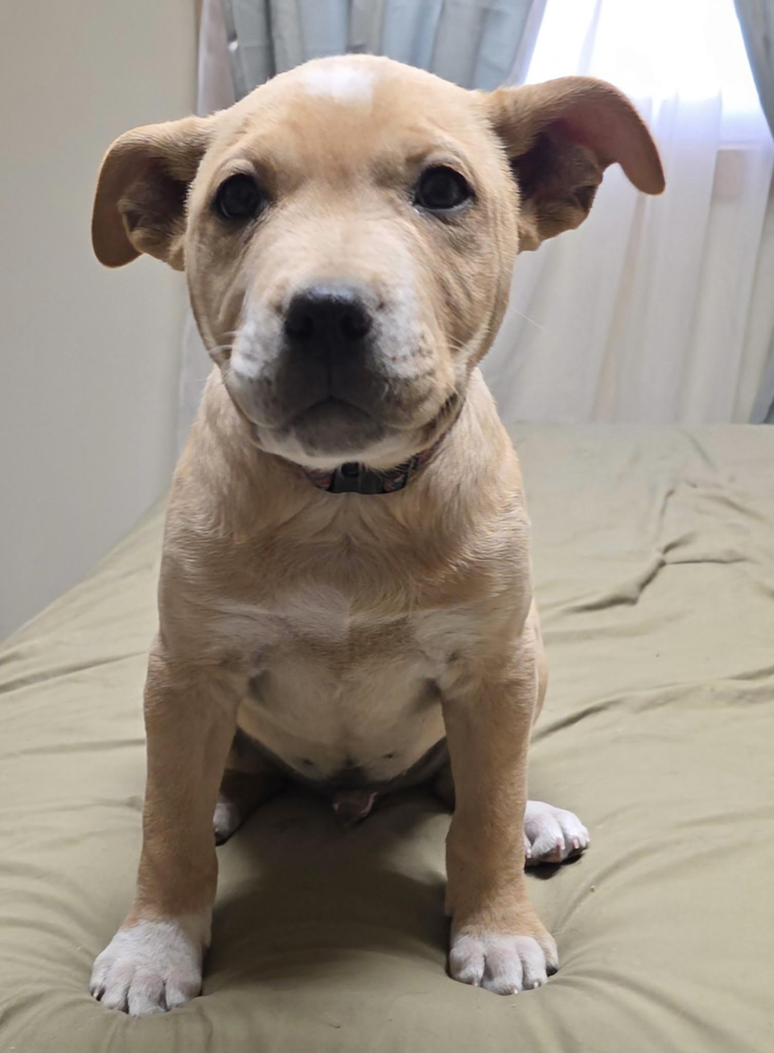 Enlarge Wade, a Adoptable mixed breed in Riverton, WY image 2/3