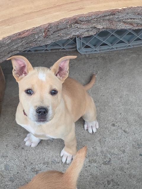 Enlarge Wade, a Adoptable mixed breed in Riverton, WY image 3/3