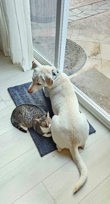 Lilly and Lilah Napa RM, a Adoptable mixed breed in Napa, CA image 1/3