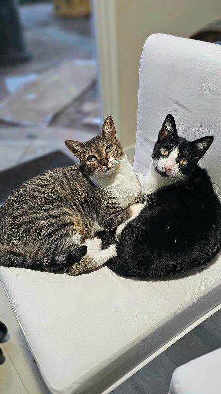 Lilly and Lilah Napa RM, a Adoptable mixed breed in Napa, CA image 2/3