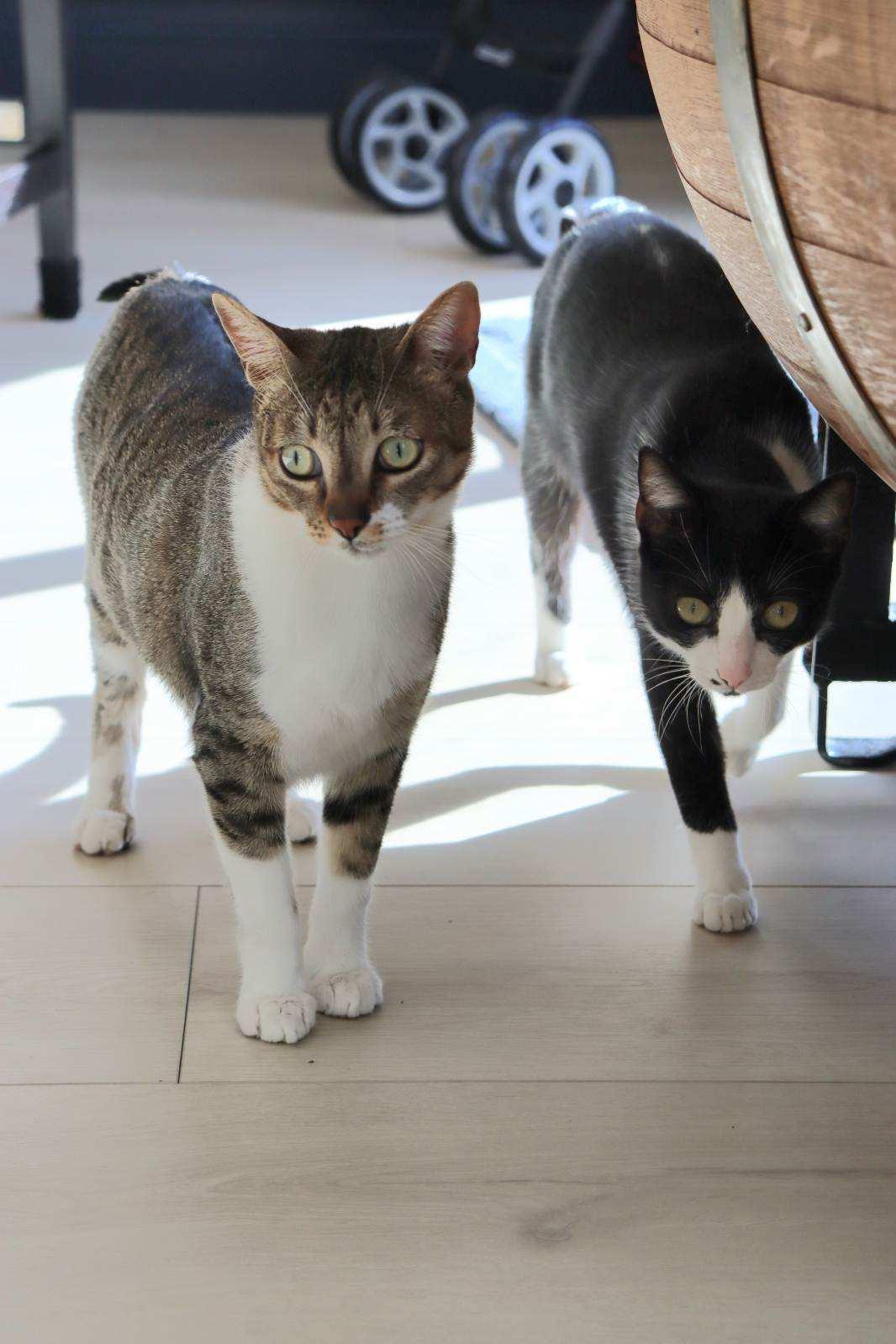 Lilly and Lilah Napa RM, a Adoptable mixed breed in Napa, CA image 3/3