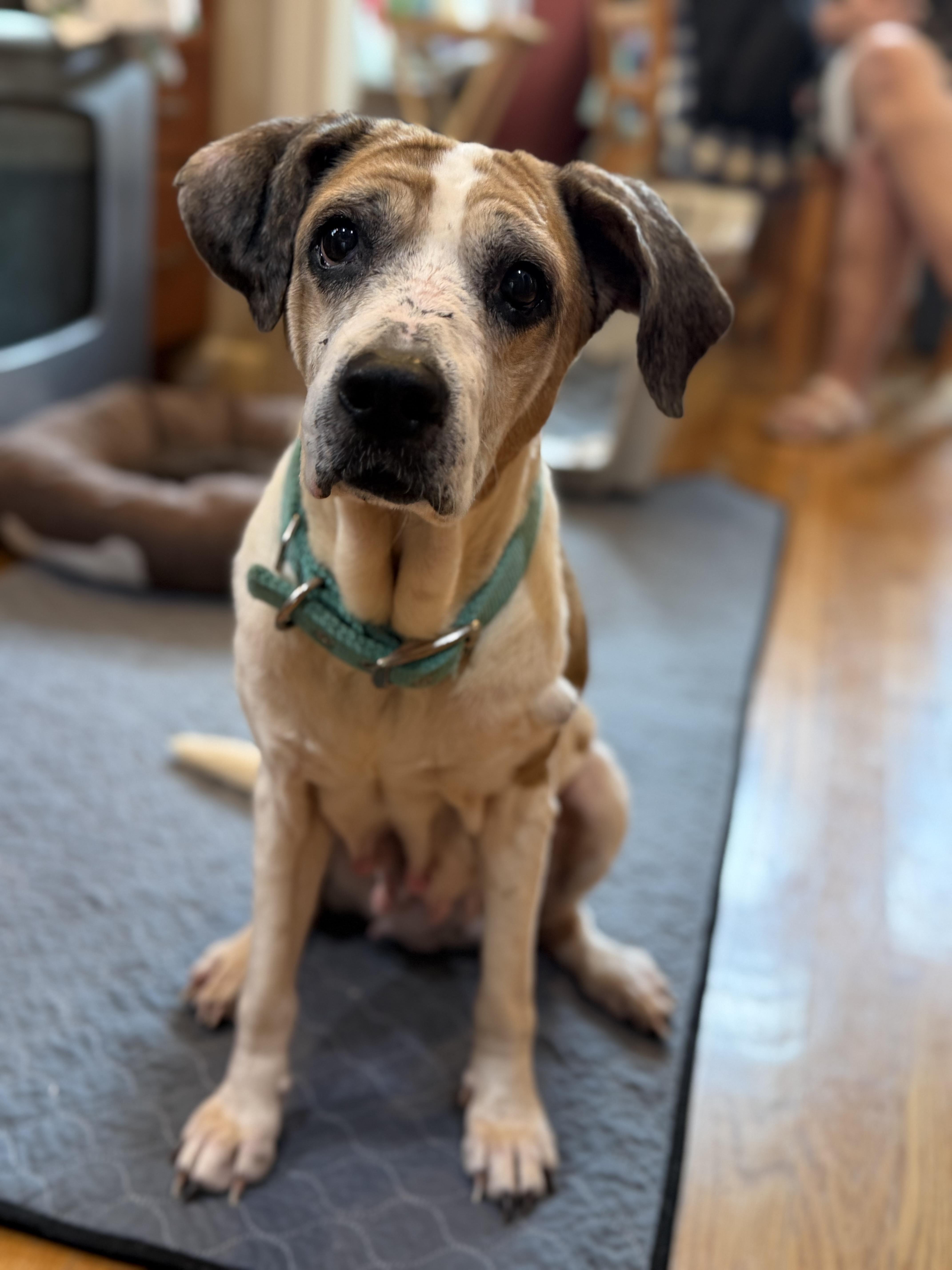 Tricia, Adoptable, Senior Female Beagle.