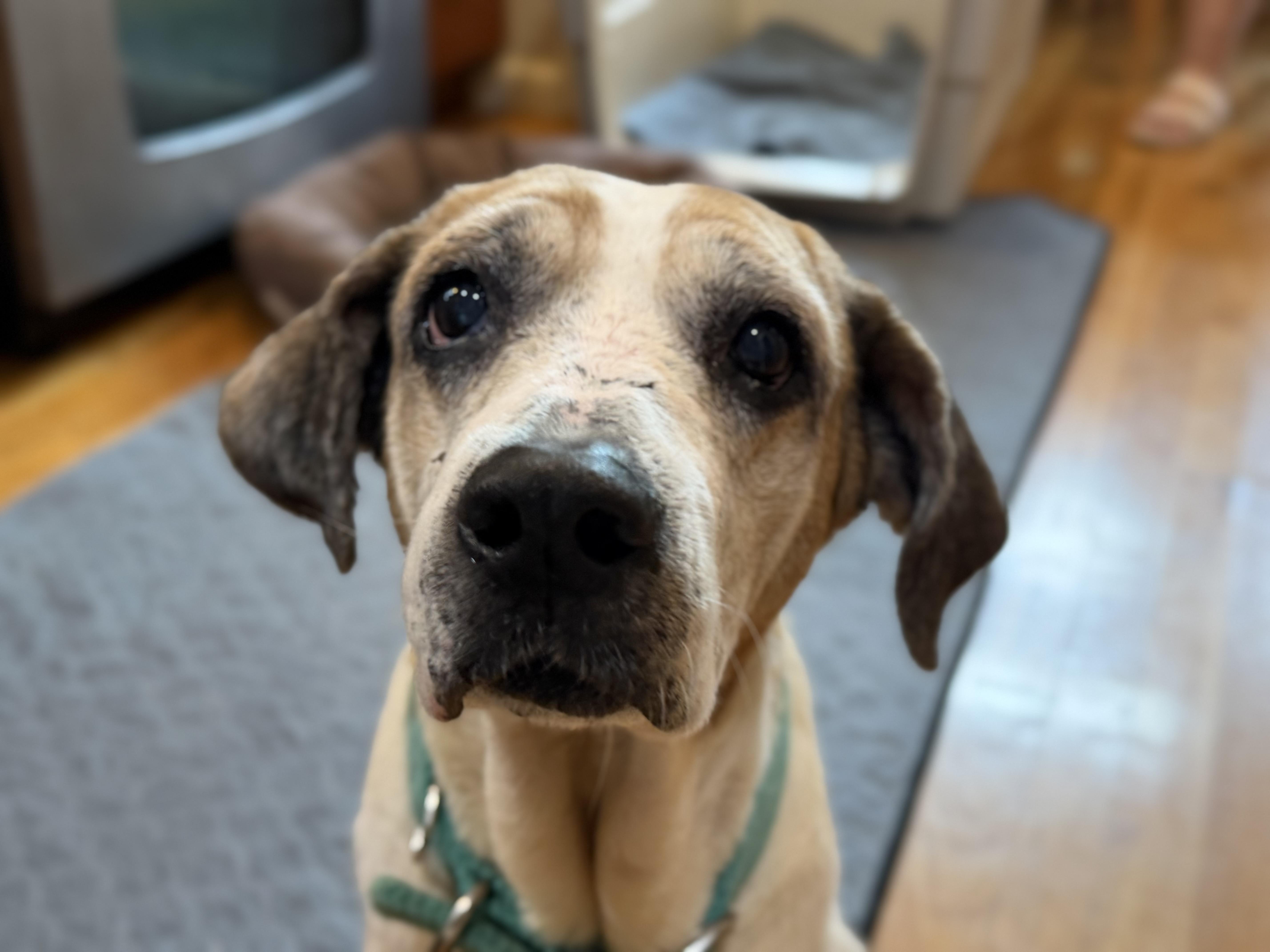 Tricia, ADOPTABLE, Senior Female Beagle.