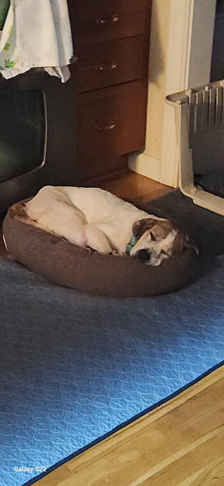 Enlarge Tricia, a ADOPTABLE mixed breed in kirby, TX image 2/4