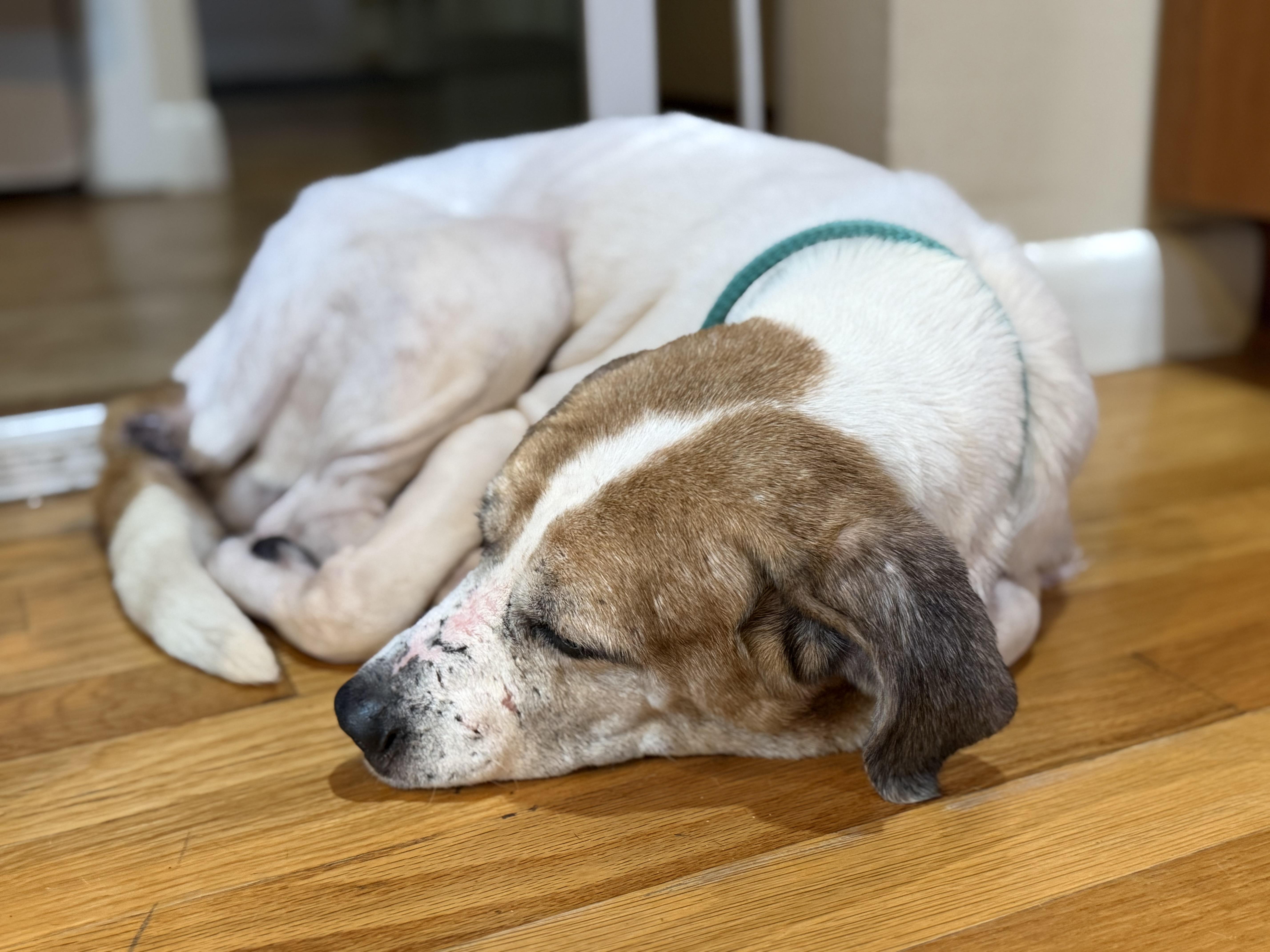 Enlarge Tricia, a ADOPTABLE mixed breed in kirby, TX image 3/4