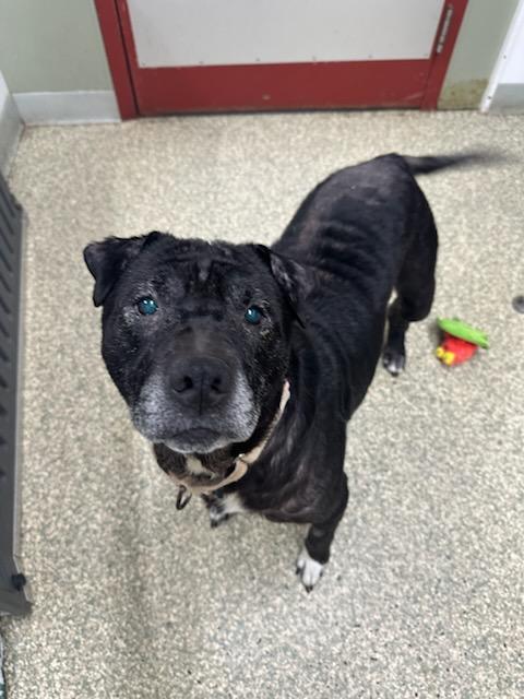 Jetta, Adoptable, Senior Female Shar-Pei & Mixed Breed.