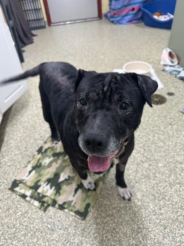 Jetta, a Adoptable mixed breed in Warwick, RI image 2/2