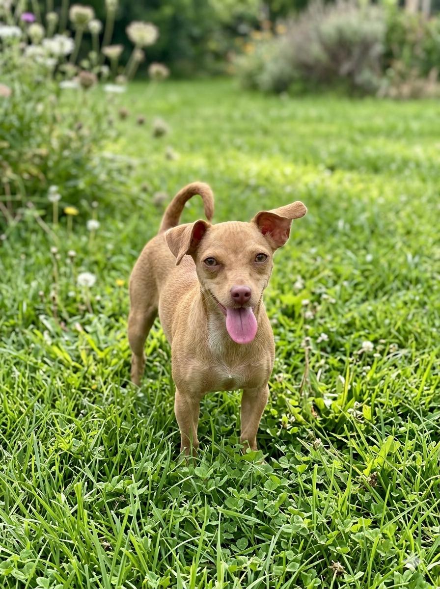 Lanie, a ADOPTABLE mixed breed in Lacey, WA image 3/6