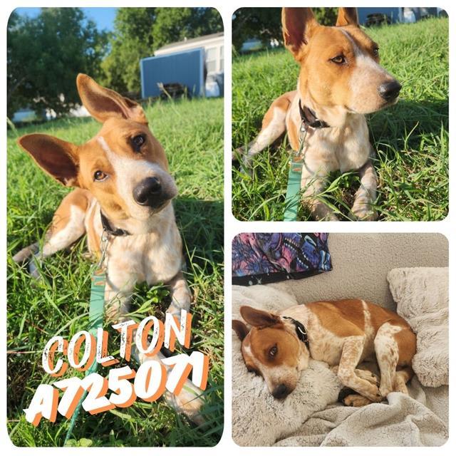 Enlarge COLTON, a Adoptable mixed breed in San Antonio, TX image 1/1
