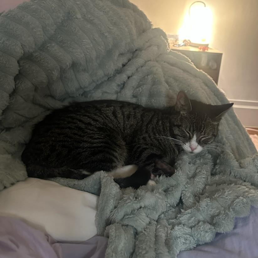 Cleopatra, Adoptable, Adult Female Domestic Short Hair.