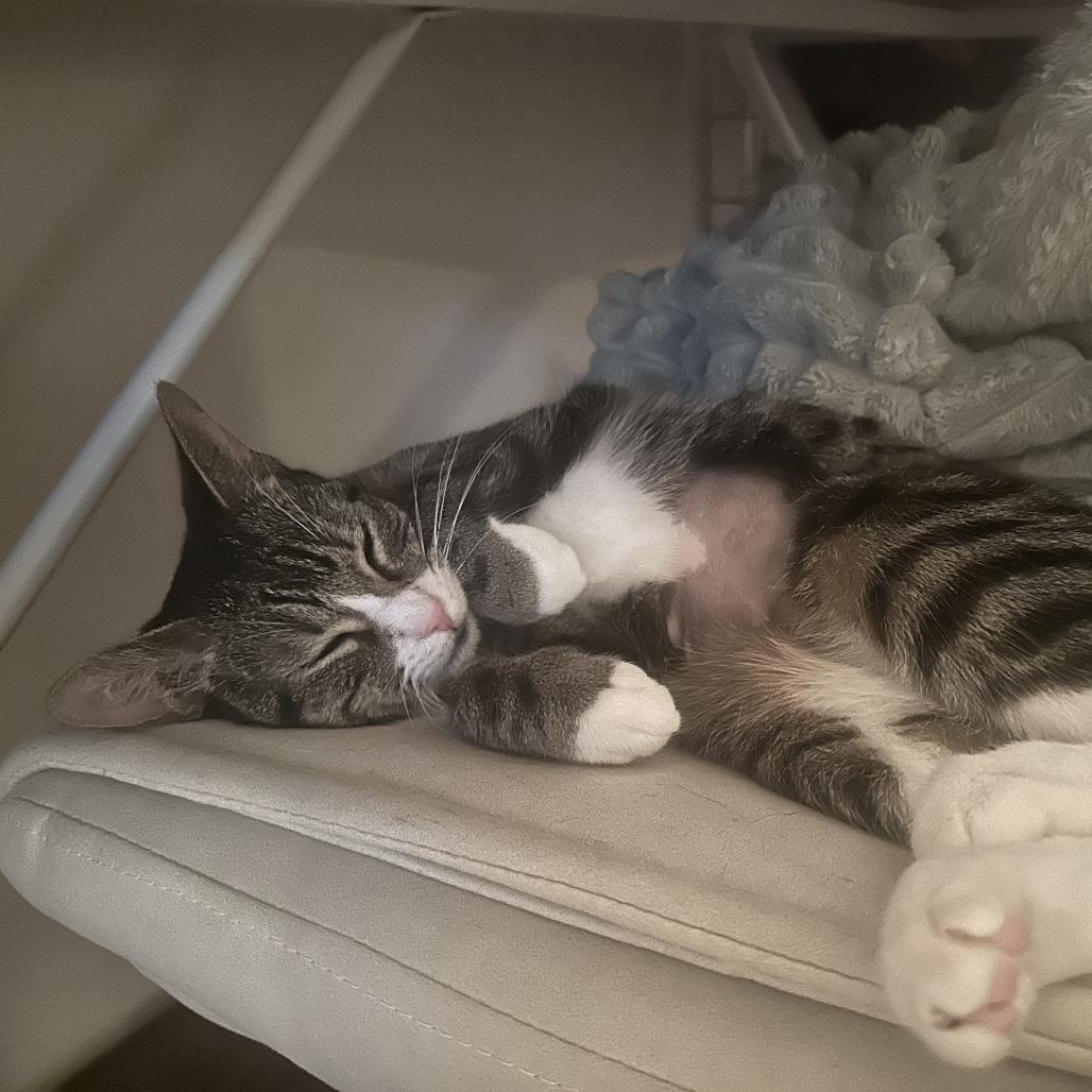 Enlarge Cleopatra, a Adoptable Domestic Short Hair in New York, NY image 1/5
