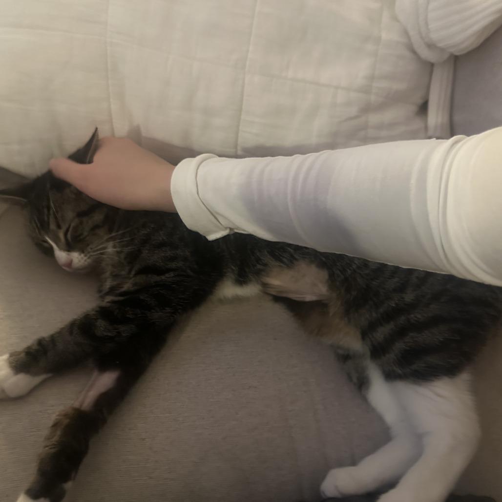 Cleopatra, a Adoptable Domestic Short Hair in New York, NY image 2/6