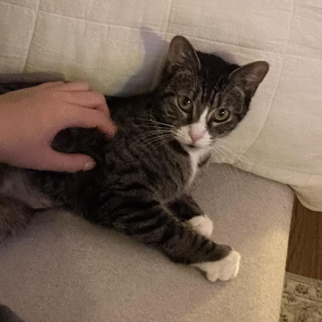 Cleopatra, a Adoptable Domestic Short Hair in New York, NY image 3/6