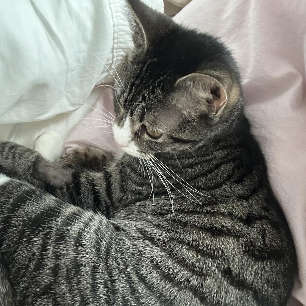 Enlarge Cleopatra, a Adoptable Domestic Short Hair in New York, NY image 3/5