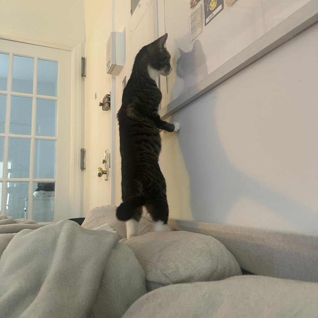 Enlarge Cleopatra, a Adoptable Domestic Short Hair in New York, NY image 4/6