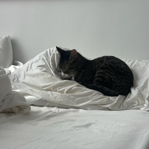 Cleopatra, a Adoptable Domestic Short Hair in New York, NY image 4/6