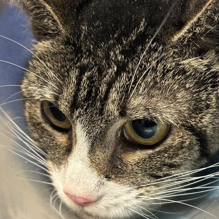 Cleopatra, a Adoptable Domestic Short Hair in New York, NY image 5/6