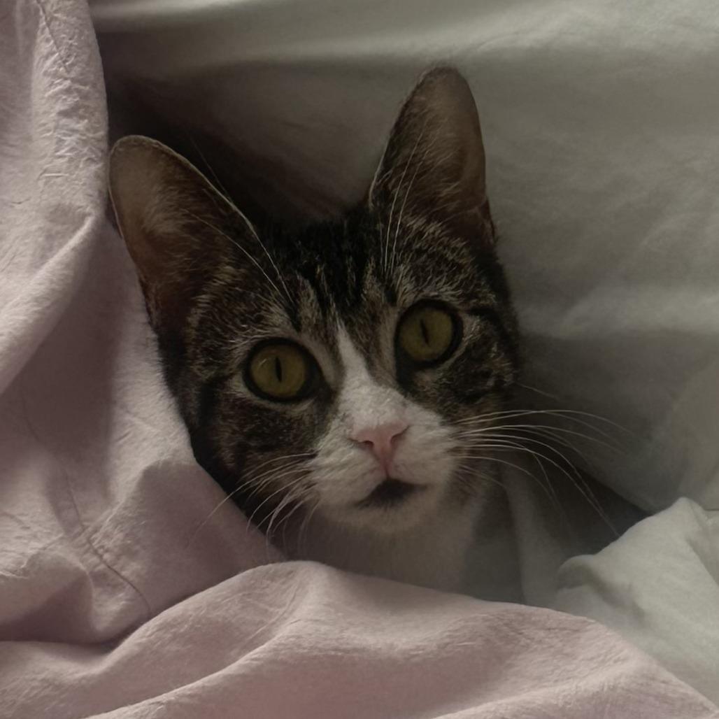 Enlarge Cleopatra, a Adoptable Domestic Short Hair in New York, NY image 5/5