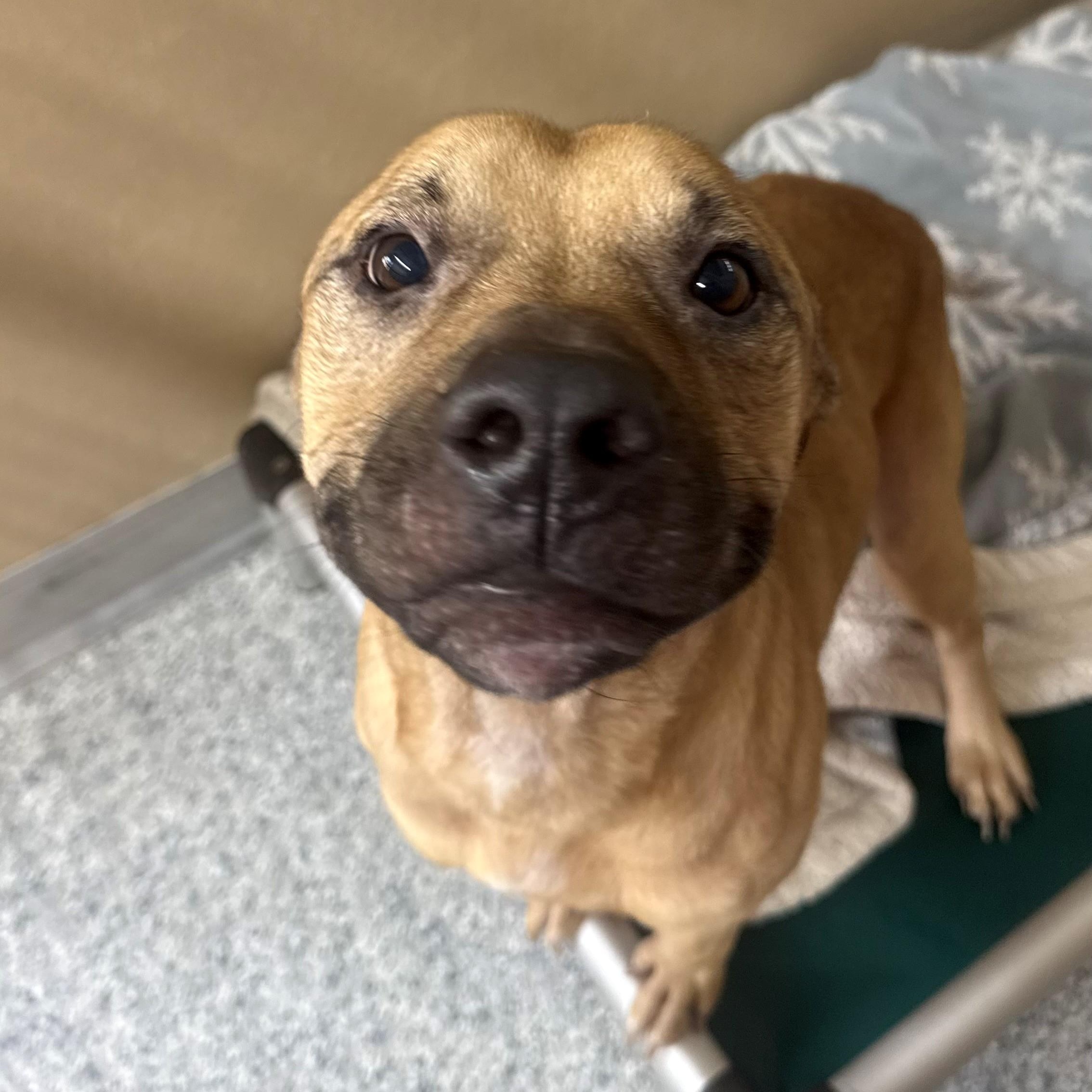 Enlarge Junior, a ADOPTABLE Pit Bull Terrier in St. Augustine, FL image 1/4