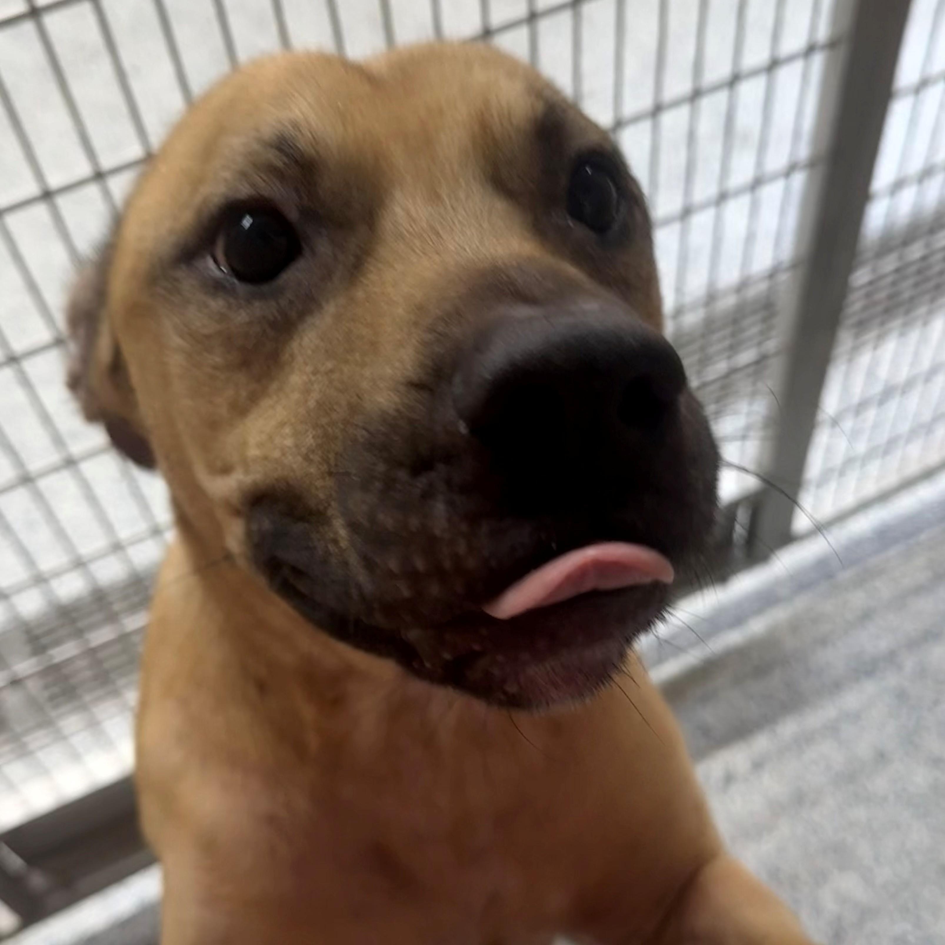 Enlarge Junior, a ADOPTABLE Pit Bull Terrier in St. Augustine, FL image 3/4
