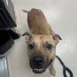 Enlarge Junior, a ADOPTABLE Pit Bull Terrier in St. Augustine, FL image 2/4
