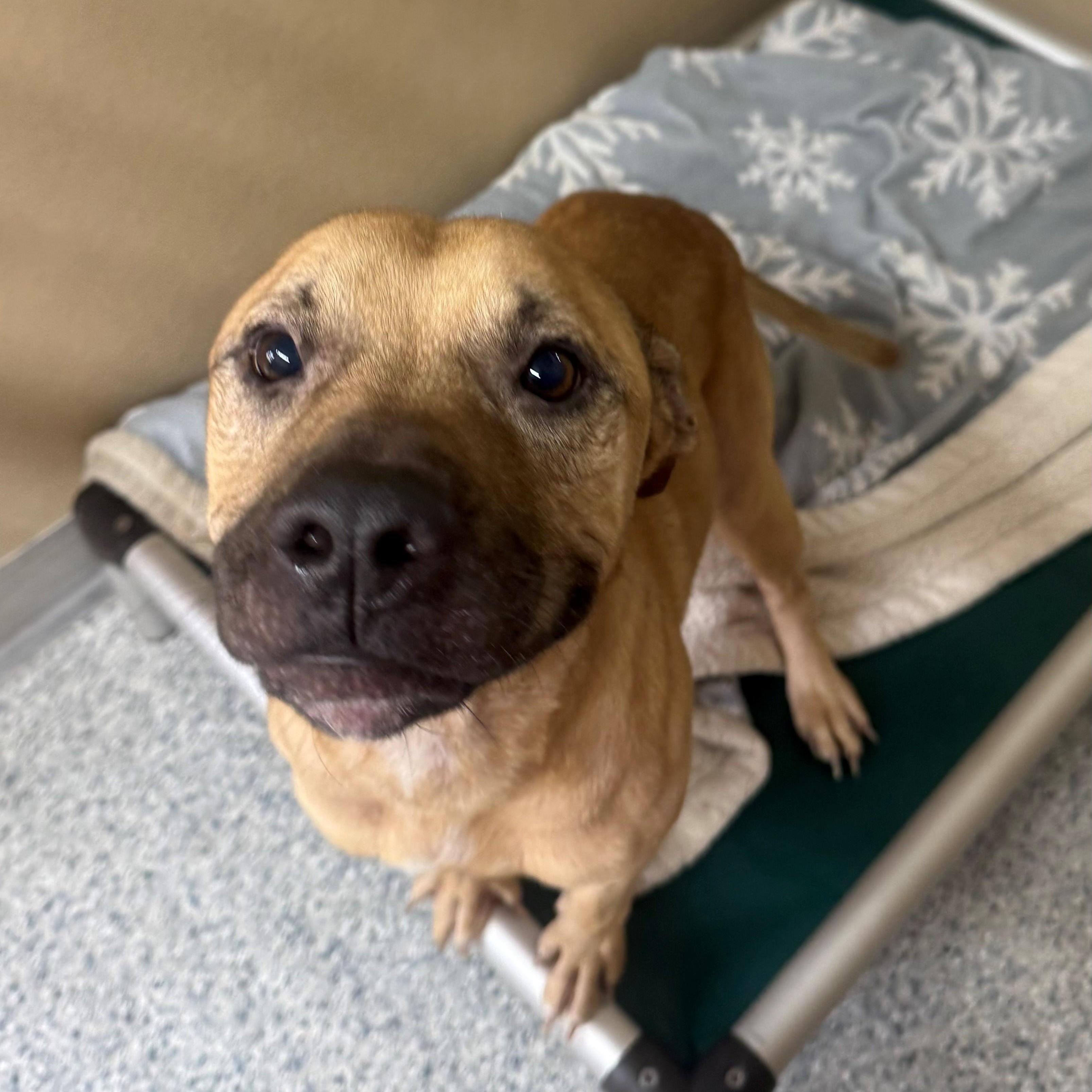 Enlarge Junior, a ADOPTABLE Pit Bull Terrier in St. Augustine, FL image 4/4