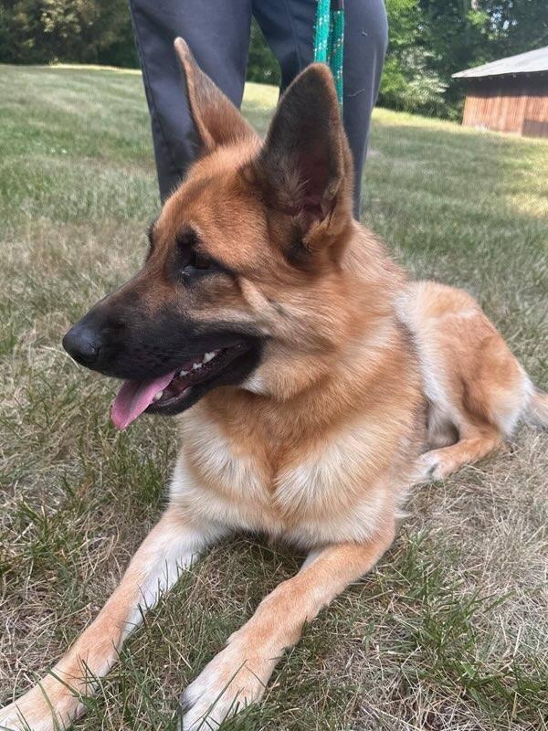 Jade, a ADOPTABLE German Shepherd Dog in Salisbury, NC image 4/4