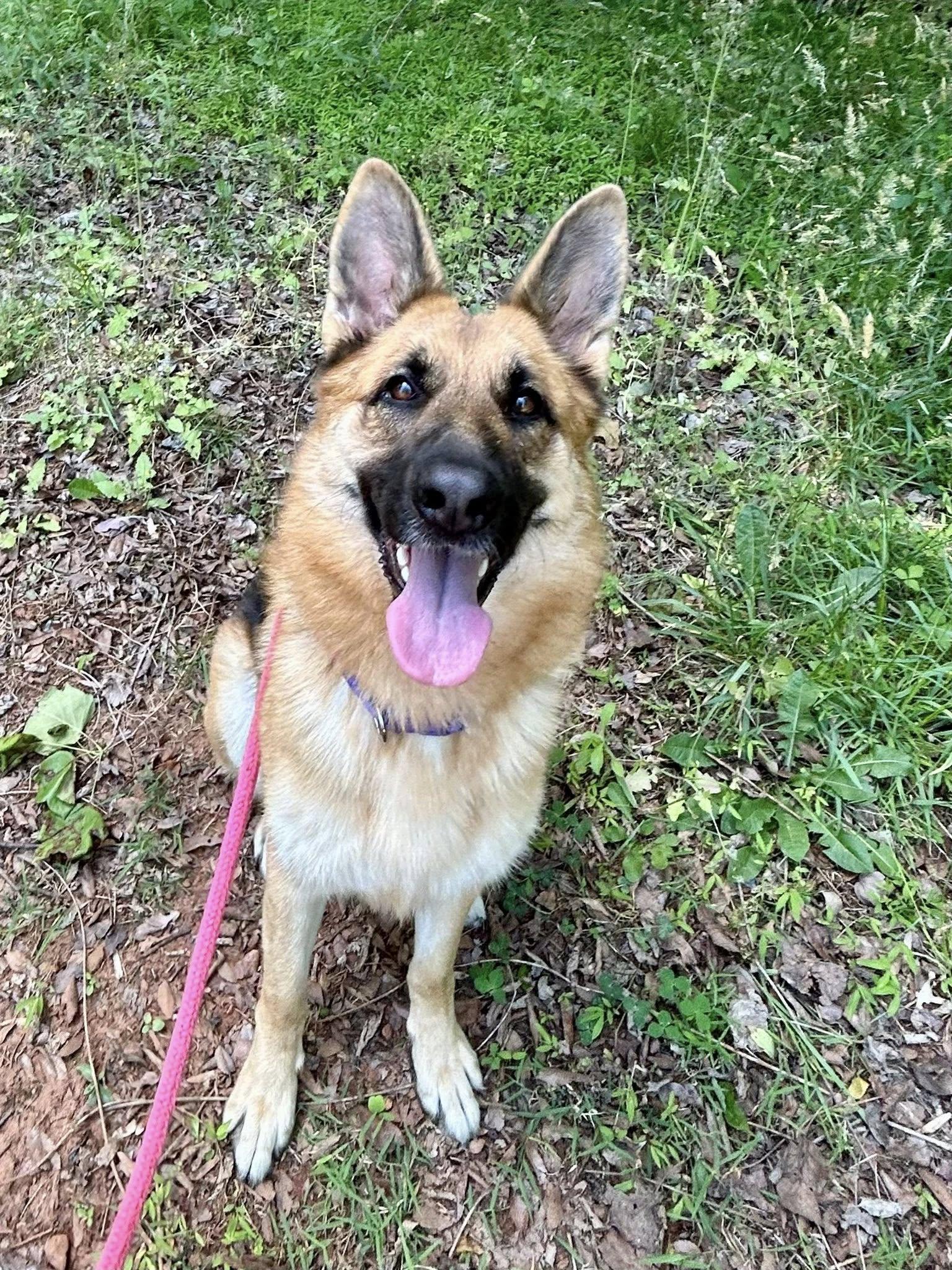 Jade, ADOPTABLE, Young Female German Shepherd Dog.