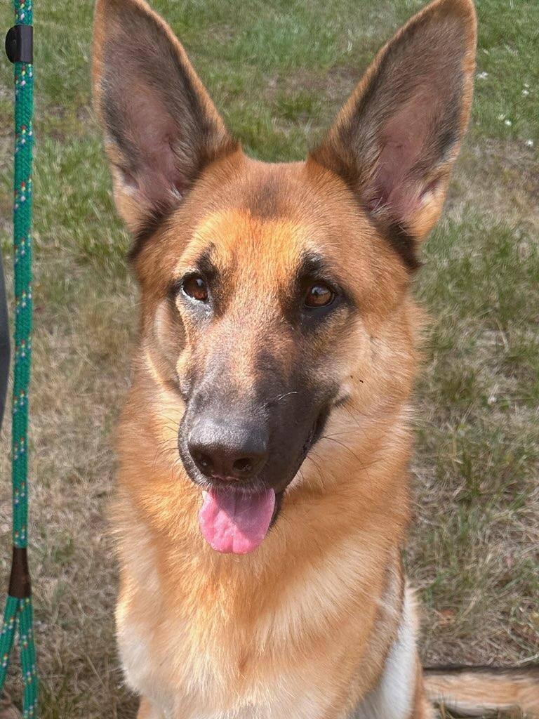 Jade, a ADOPTABLE German Shepherd Dog in Salisbury, NC image 2/4