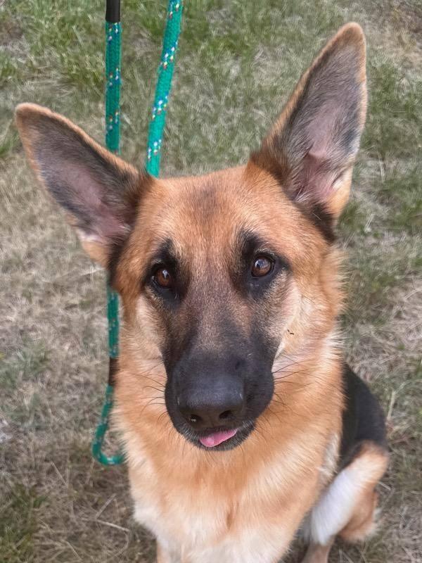 Jade, a ADOPTABLE German Shepherd Dog in Salisbury, NC image 3/4