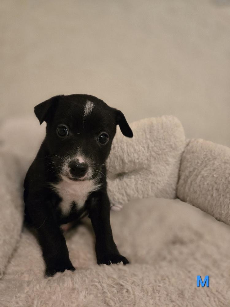 Enlarge Loki, a Adoptable mixed breed in Bend, OR image 2/4