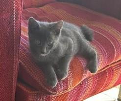 Stan, ADOPTABLE, Kitten Male Domestic Short Hair.