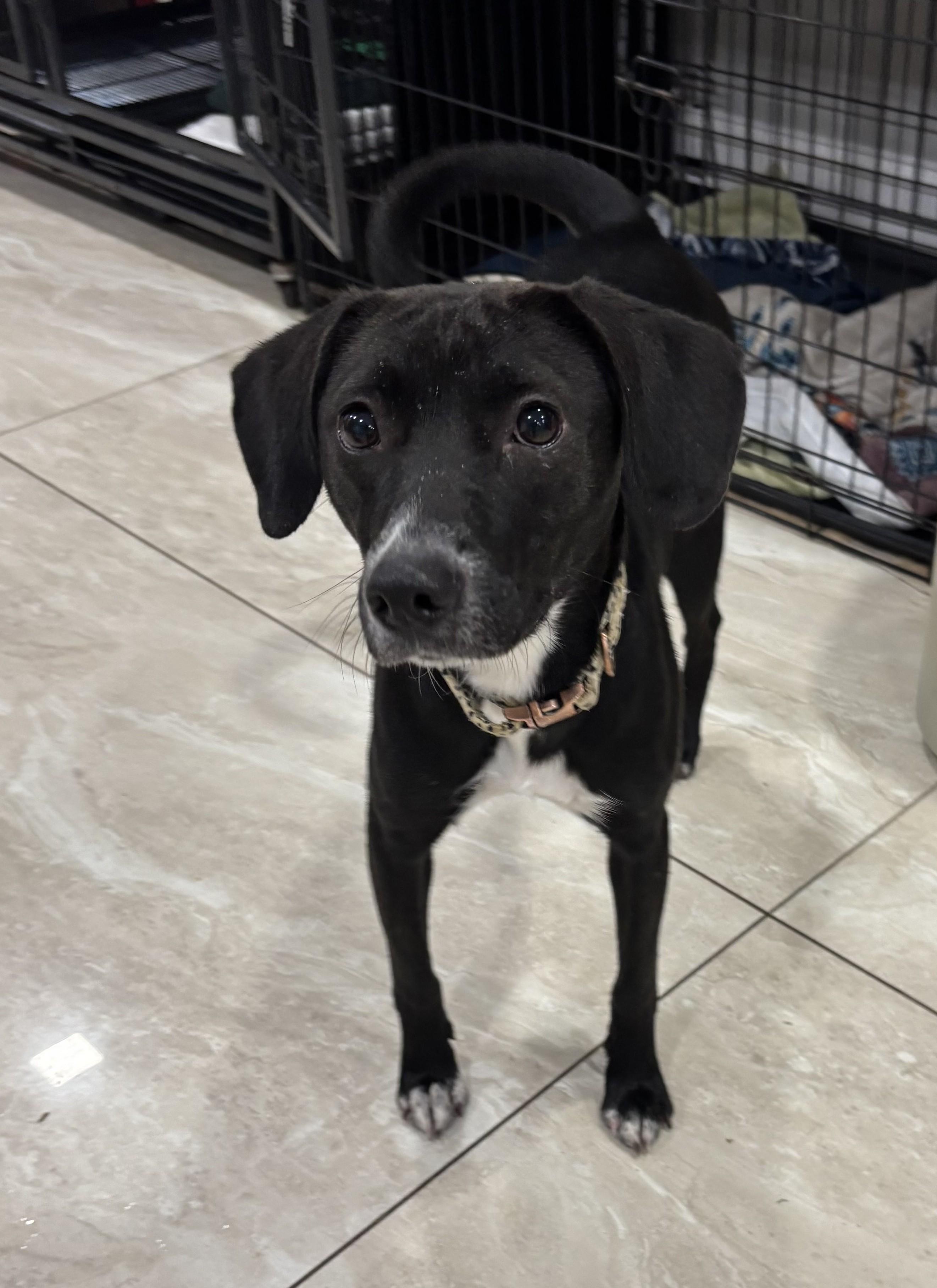 Coyah, ADOPTABLE, Young Female Labrador Retriever.