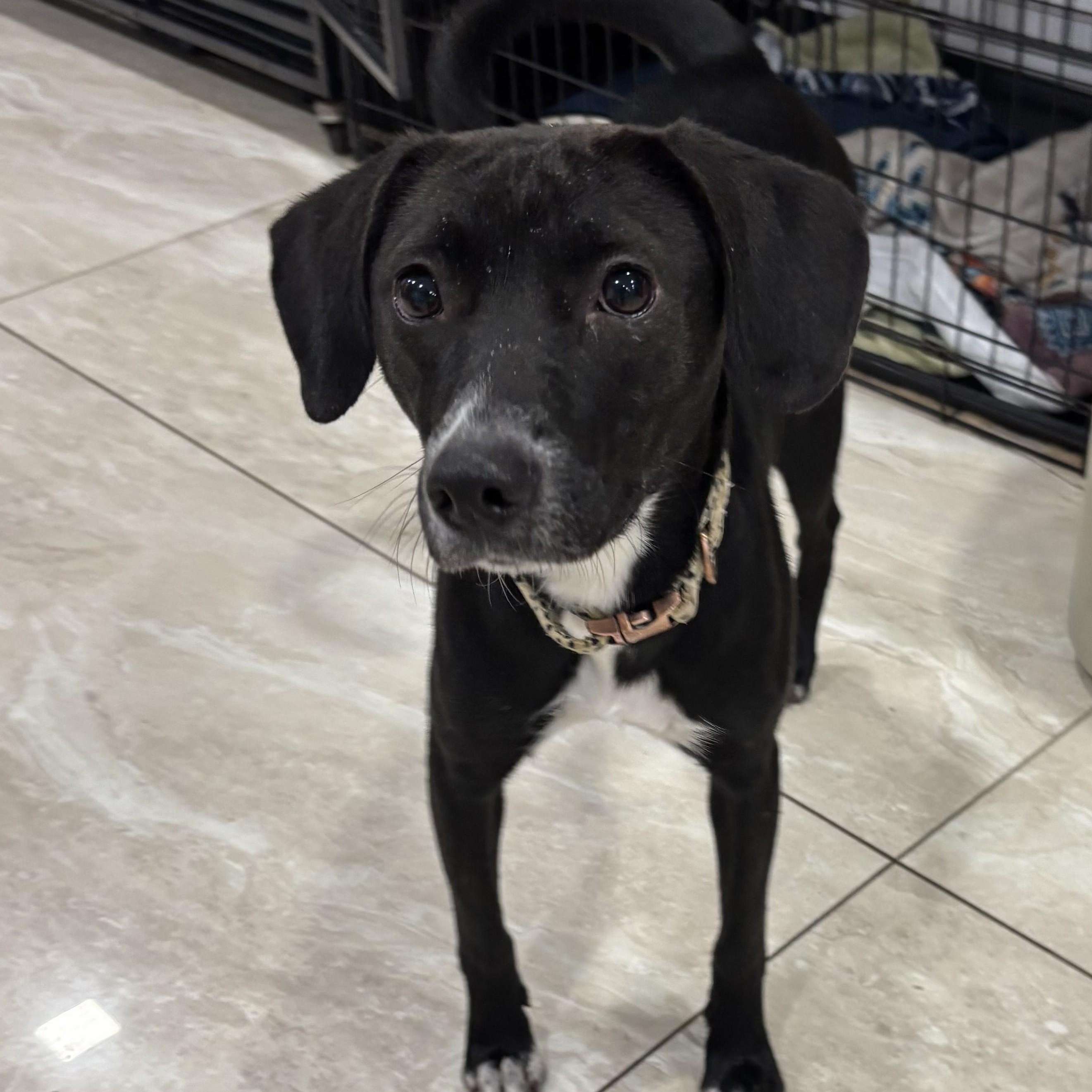 Corah, an adoptable mixed breed in Abington, PA image 2/4