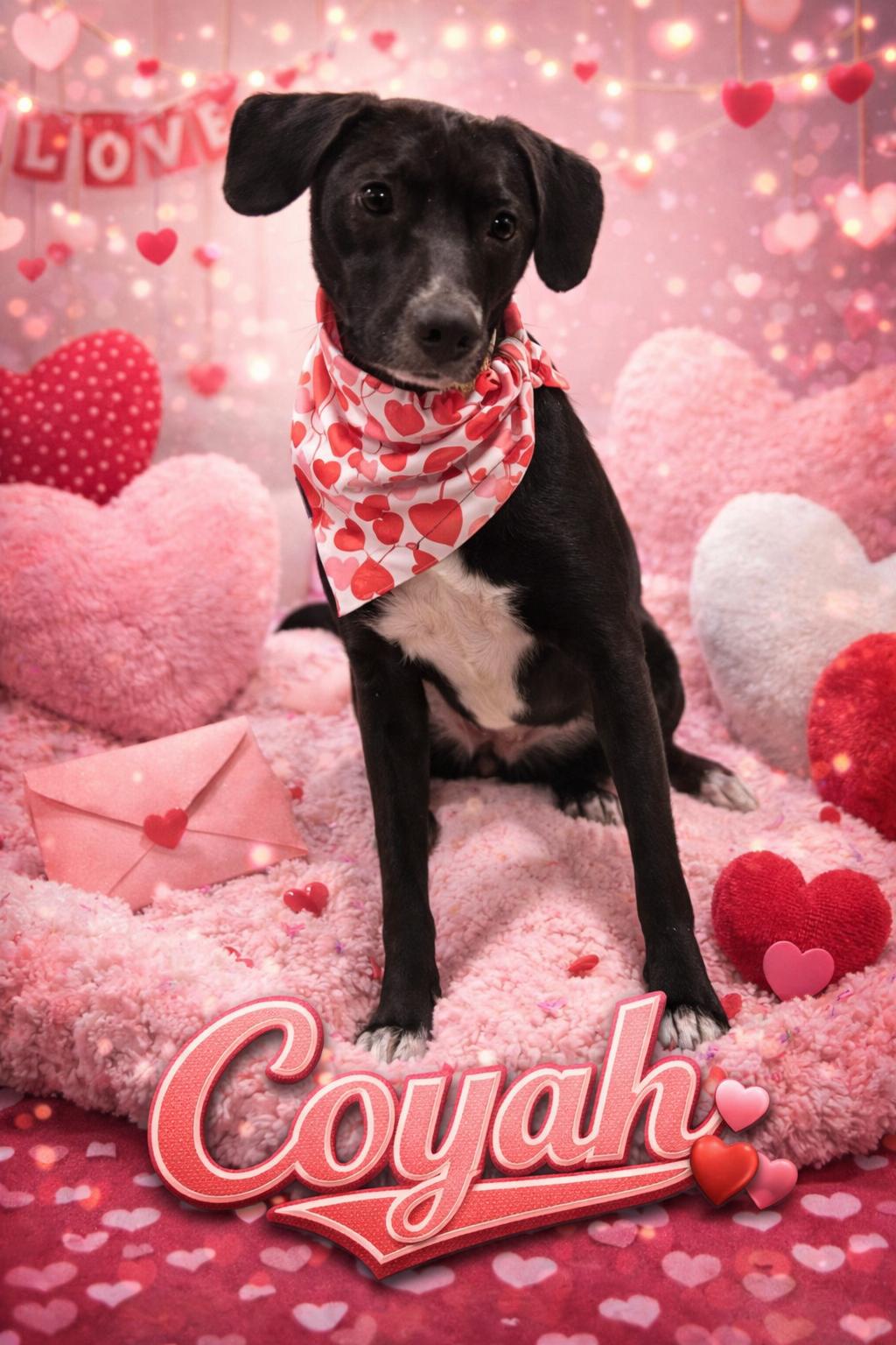 Coyah, ADOPTABLE, Young Female Labrador Retriever.