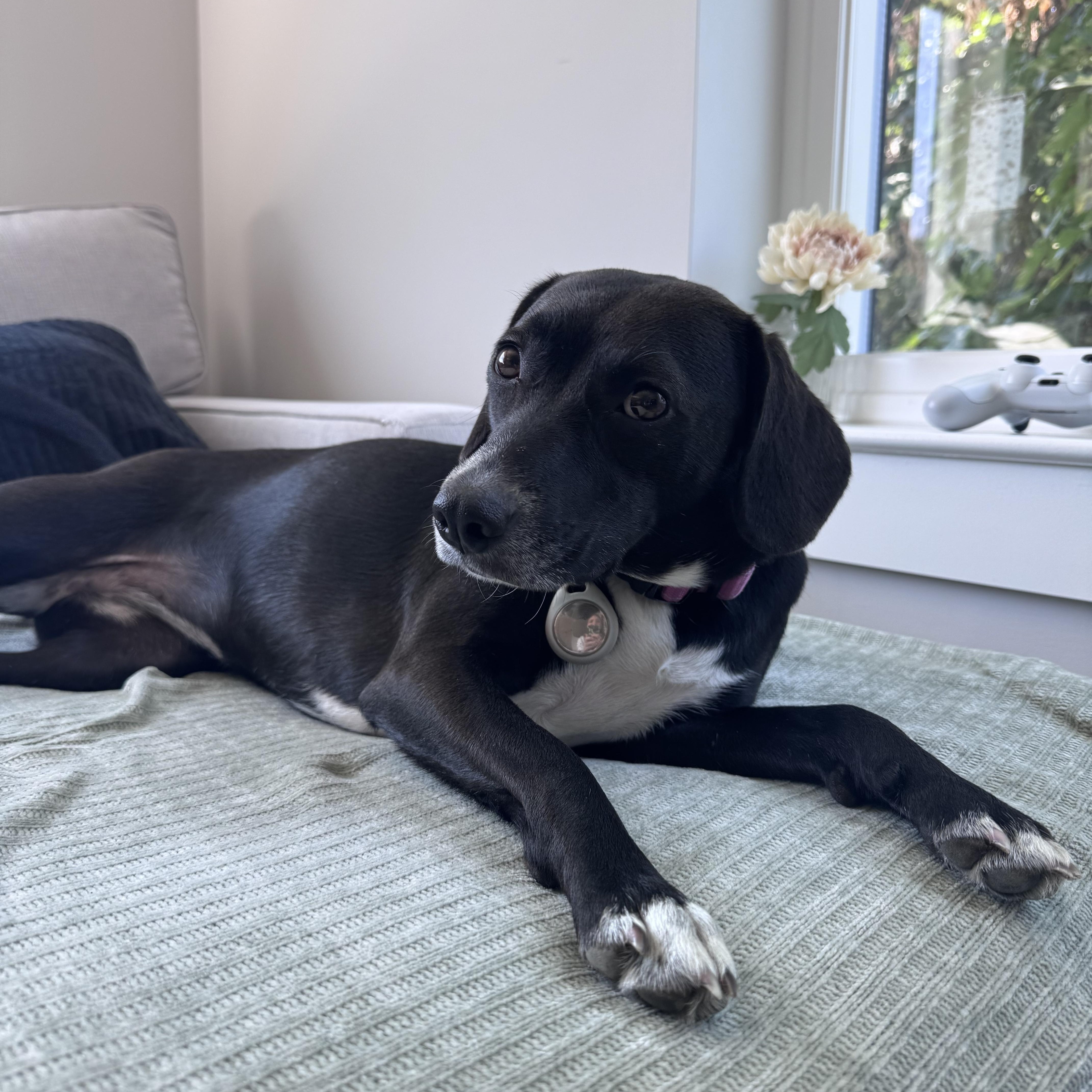 Enlarge Coyah, an adoptable mixed breed in Abington, PA image 6/6