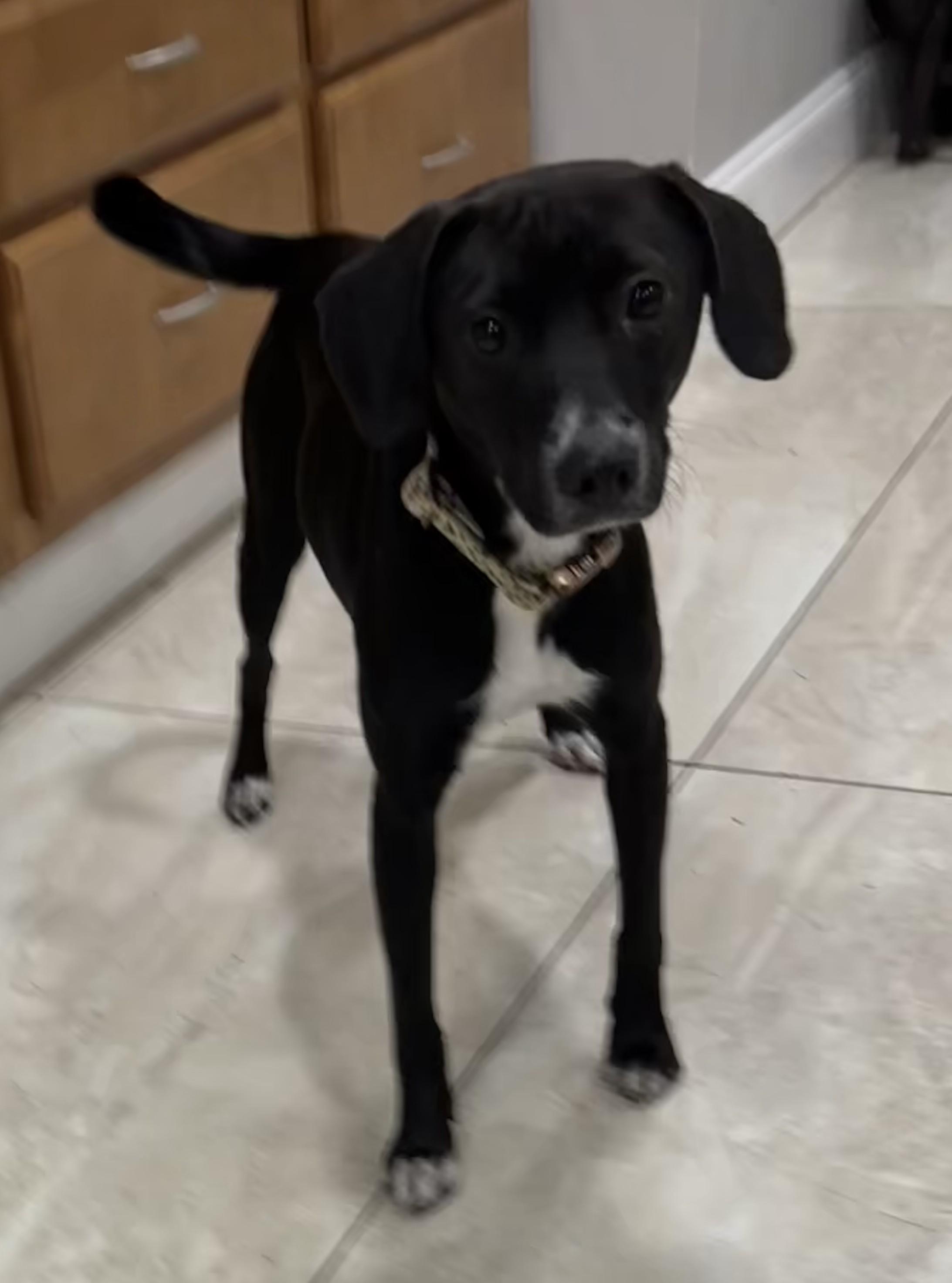 Coyah, a ADOPTABLE mixed breed in Abington, PA image 3/4