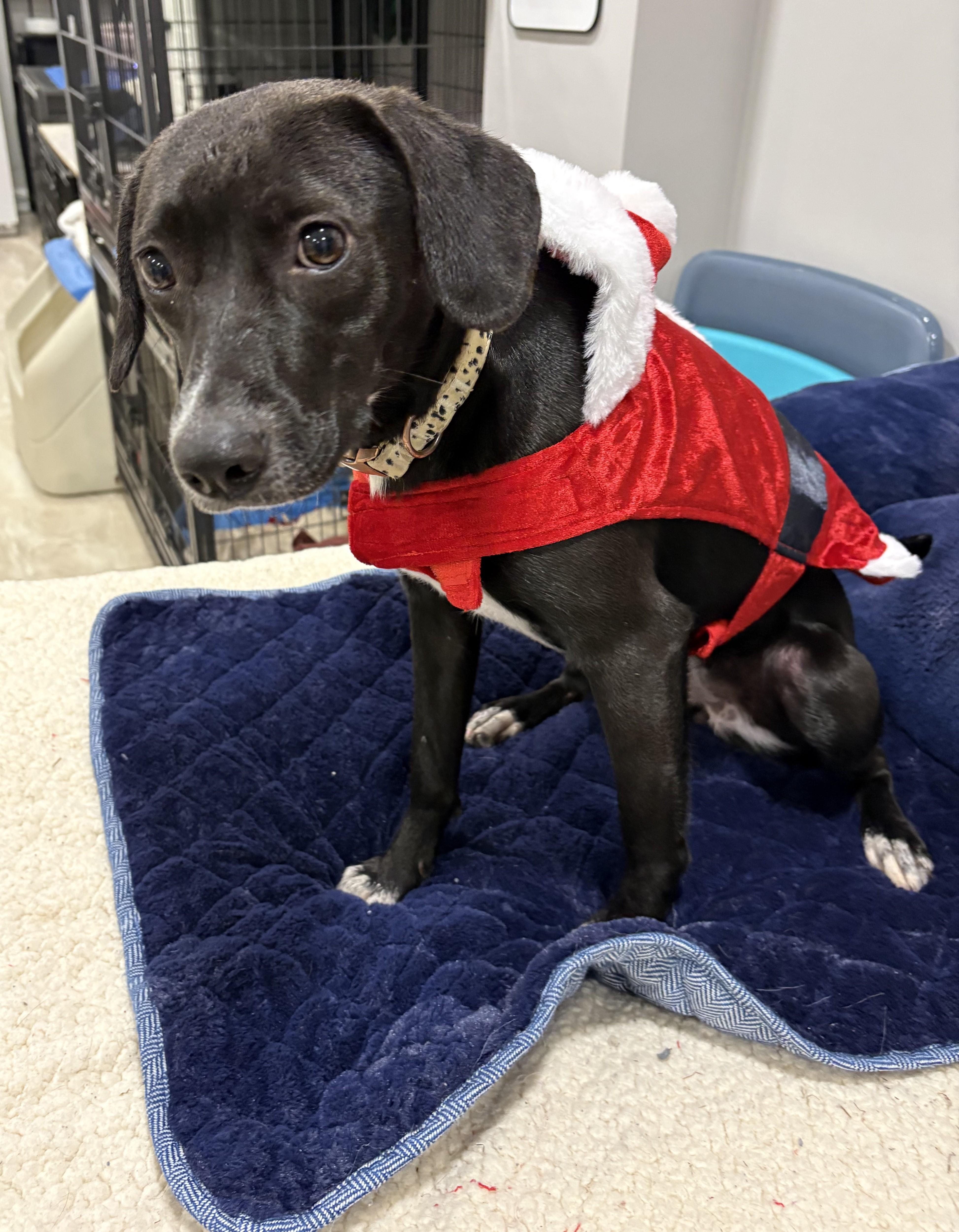 Coyah, a ADOPTABLE mixed breed in Abington, PA image 4/4