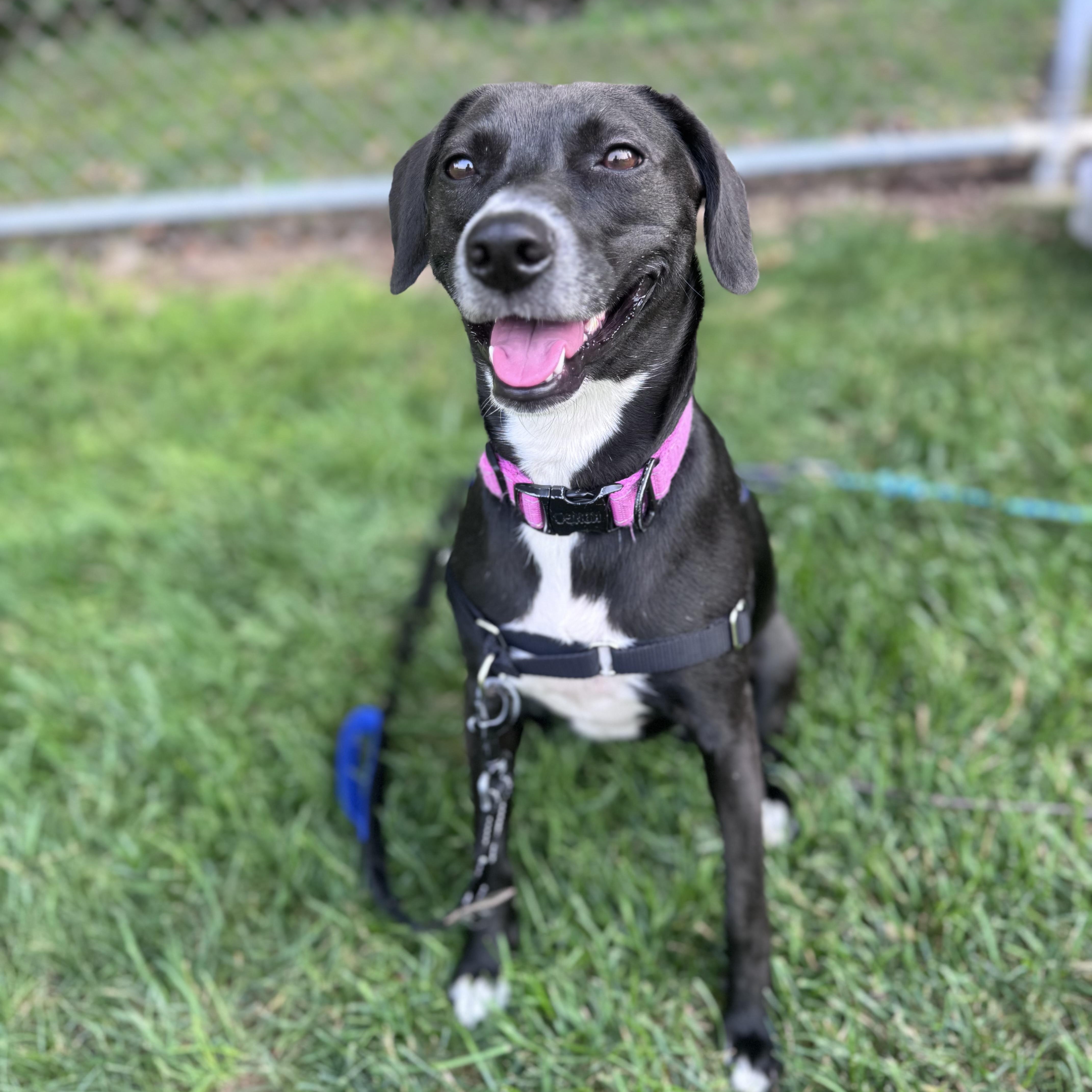 Coyah, adoptable, Young Female Labrador Retriever.