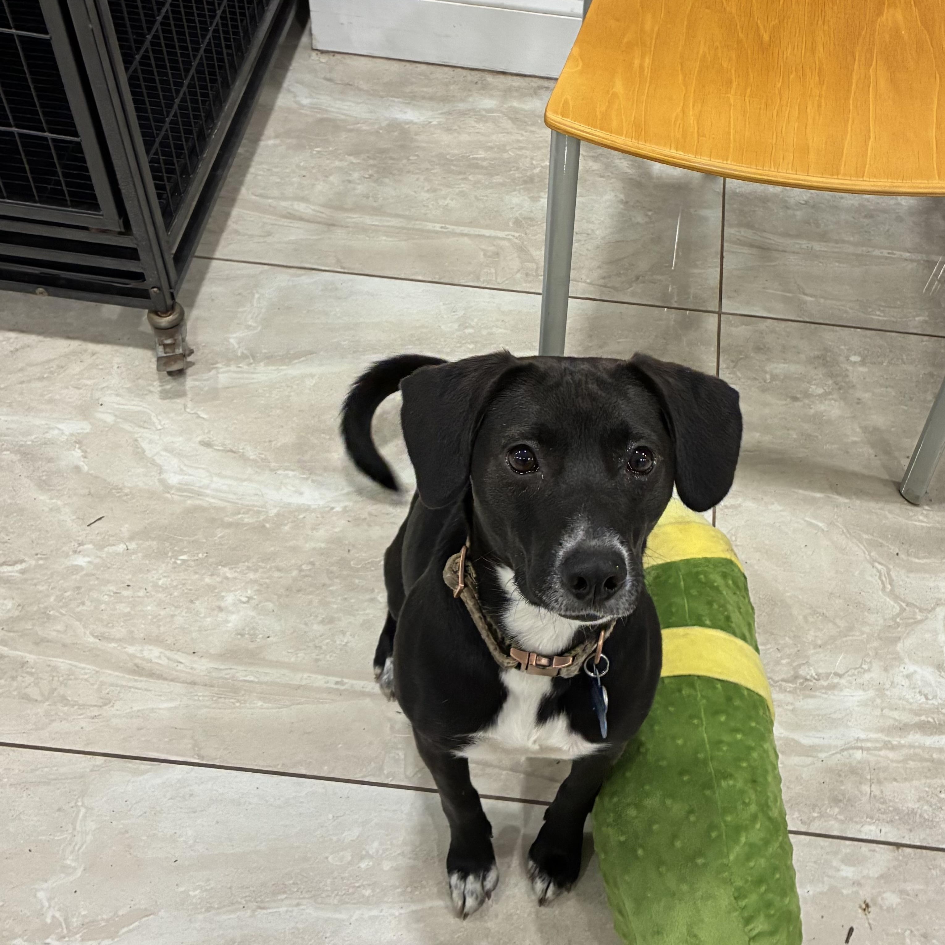 Coyah, ADOPTABLE, Young Female Labrador Retriever.