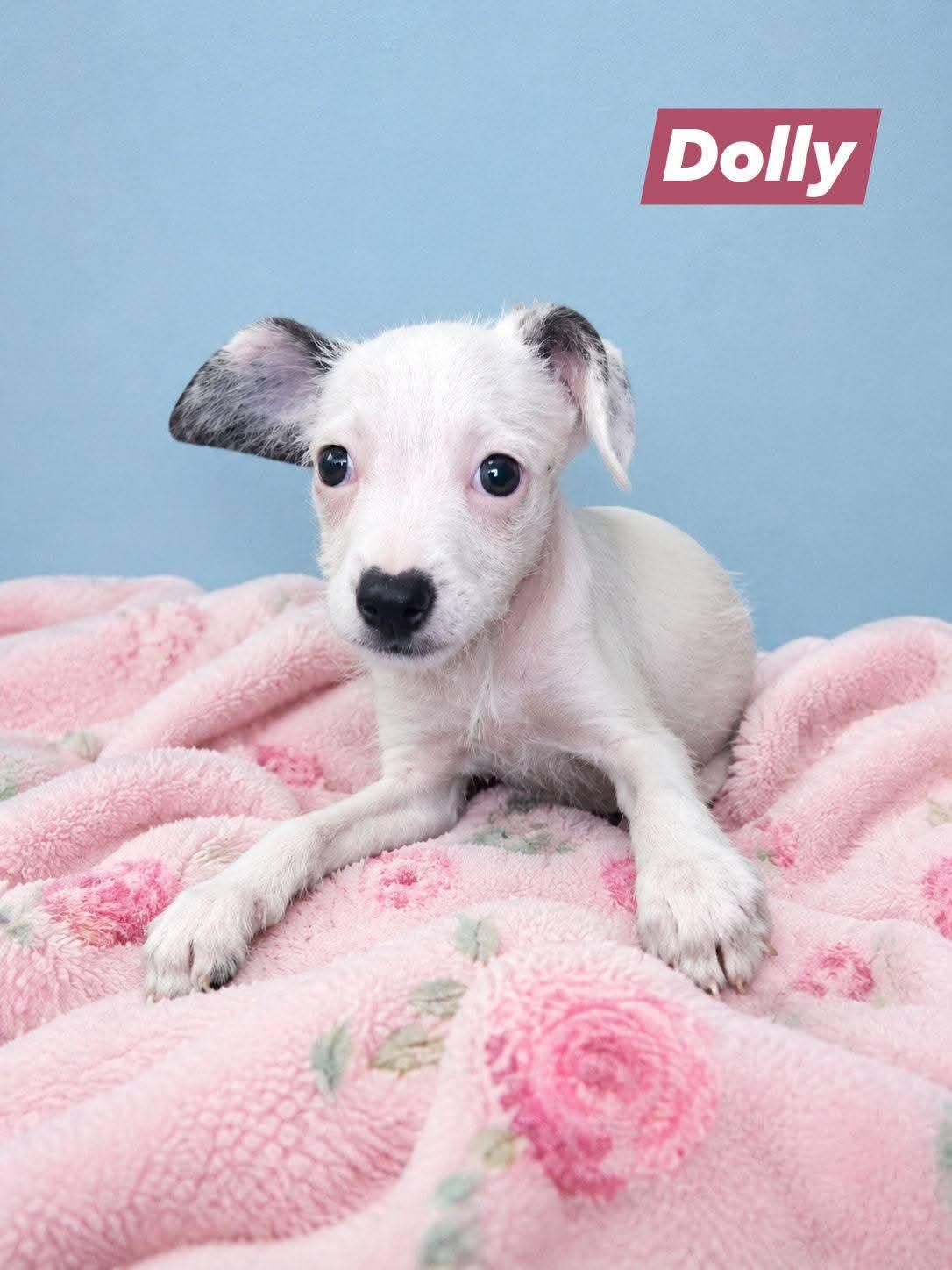 Dolly, Adopted, Puppy Female Cairn Terrier.