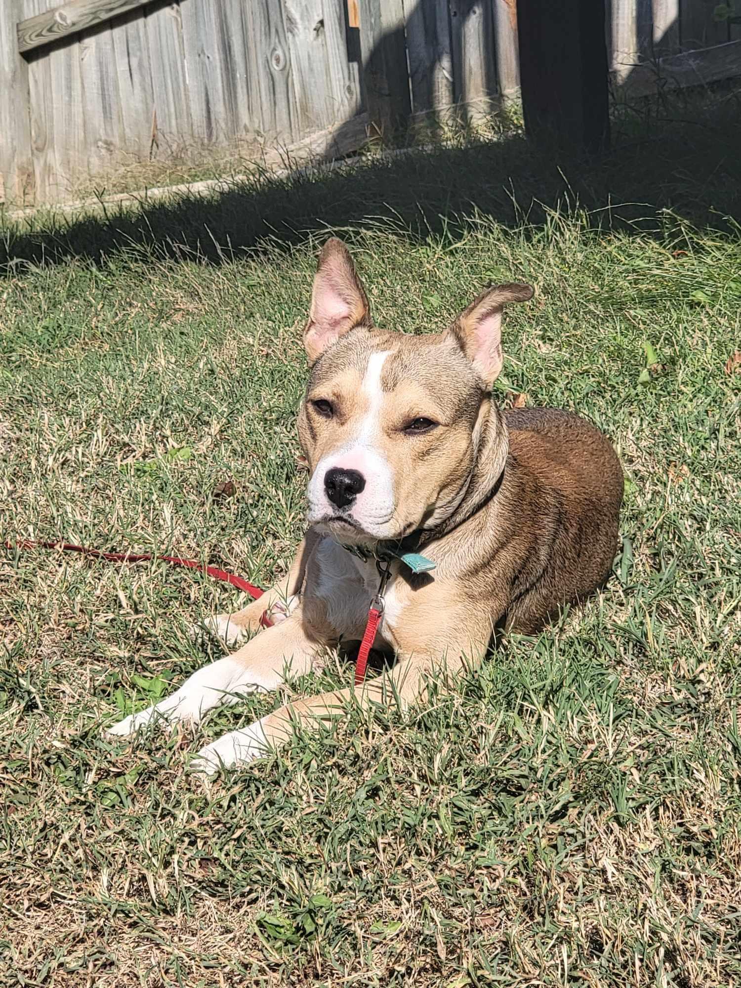Enlarge Gus, a Adoptable mixed breed in Branson, MO image 2/6