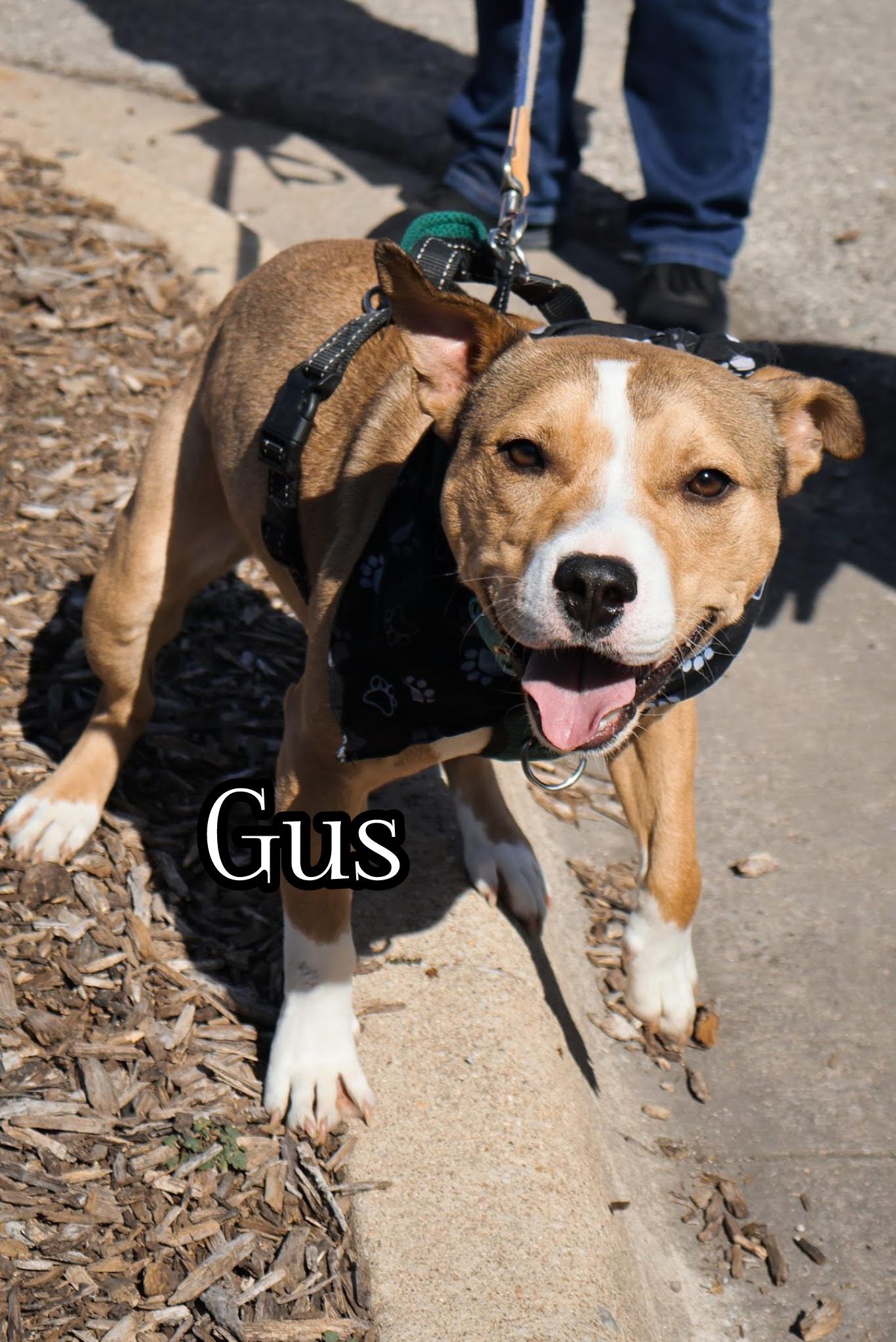 Enlarge Gus, a Adoptable mixed breed in Branson, MO image 1/6