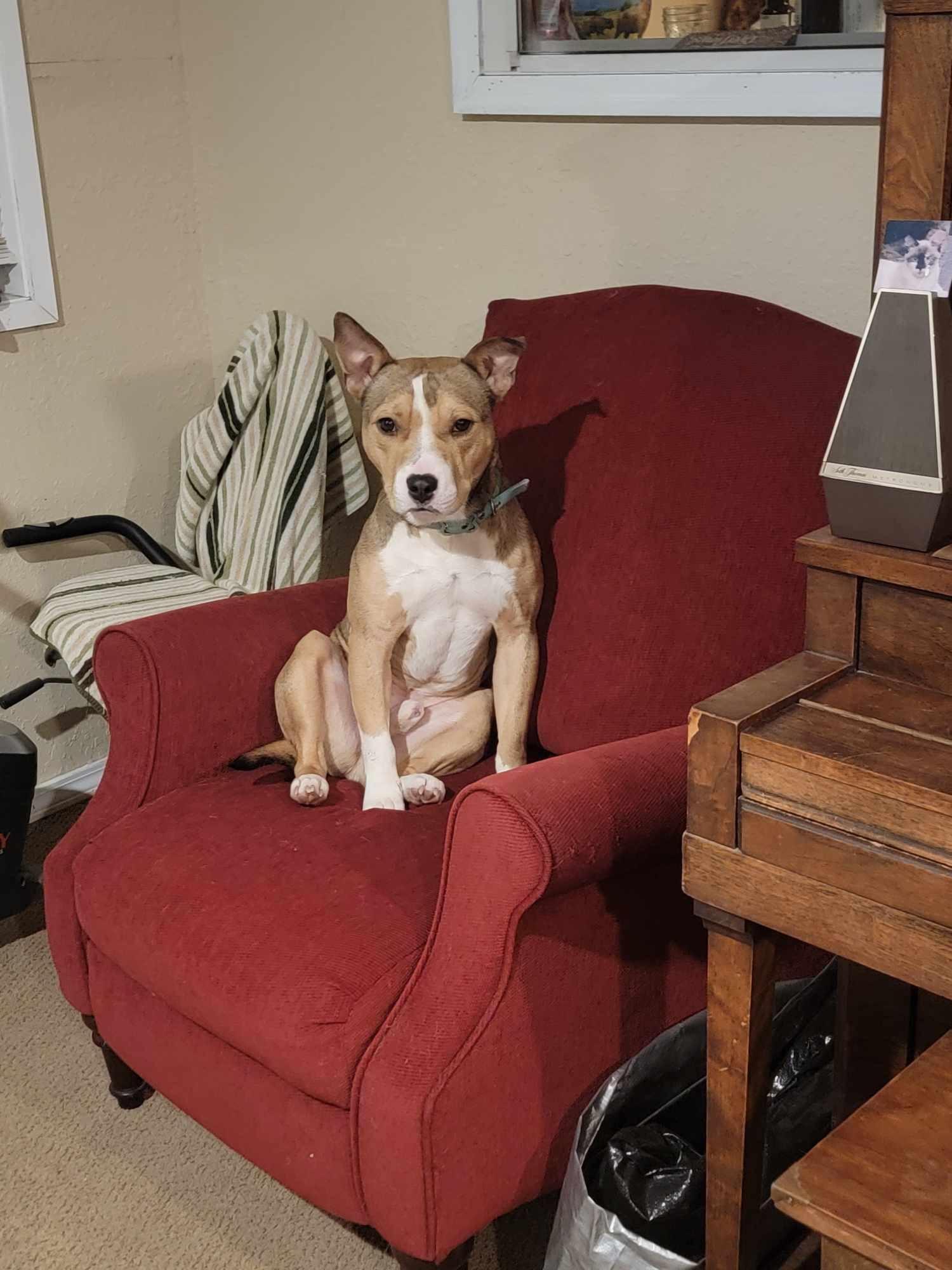 Enlarge Gus, a Adoptable mixed breed in Branson, MO image 3/6