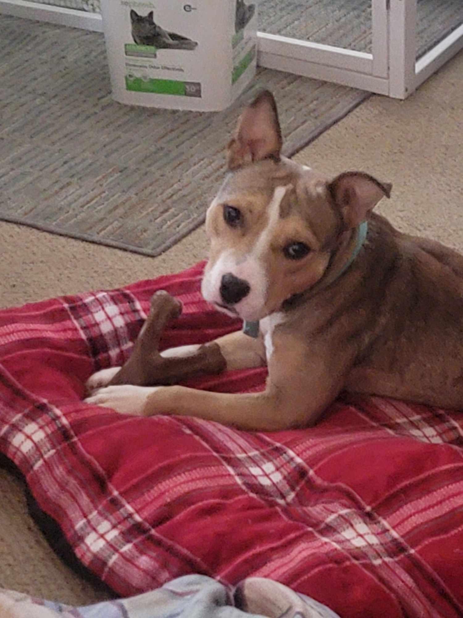 Enlarge Gus, a Adoptable mixed breed in Branson, MO image 4/6